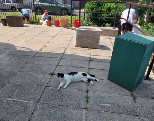 Mačacia siesta medzi dobrovoľníckym nasadením...